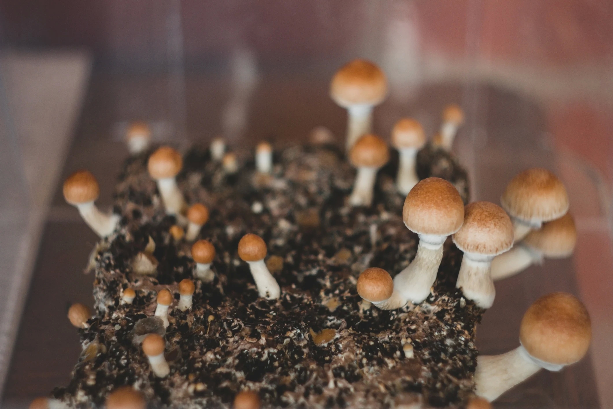 What is there to know about magic mushrooms? post thumbnail image