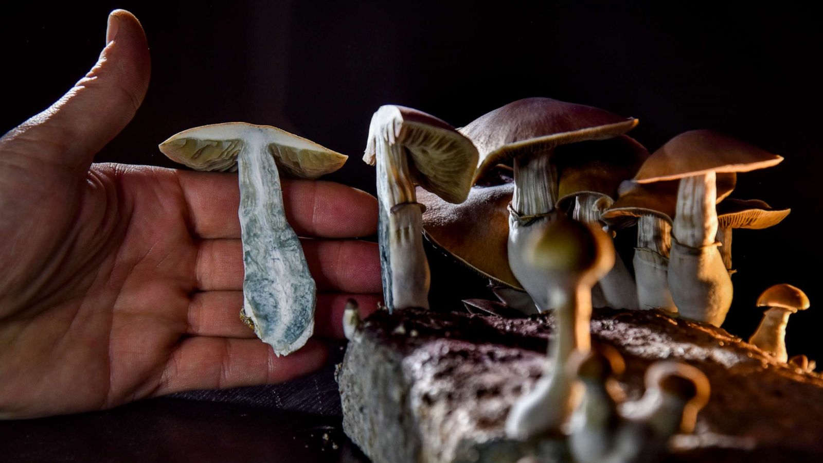 Magic Mushrooms – Top 3 Major Types post thumbnail image