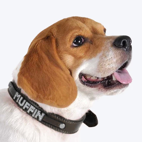 The Custom dog harness is now available at an insane price post thumbnail image