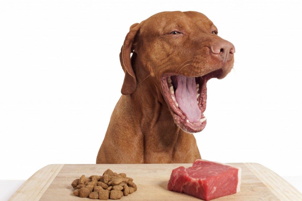 Much more energy and health with best raw dog food diet post thumbnail image