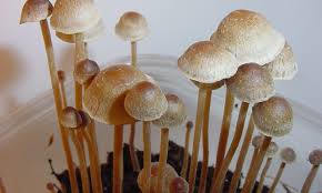 Many patients choose the option of buy shrooms in Detroit post thumbnail image