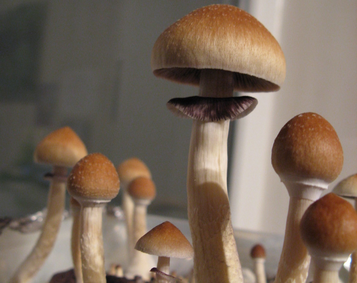 Shrooms and the simplest way to take them post thumbnail image