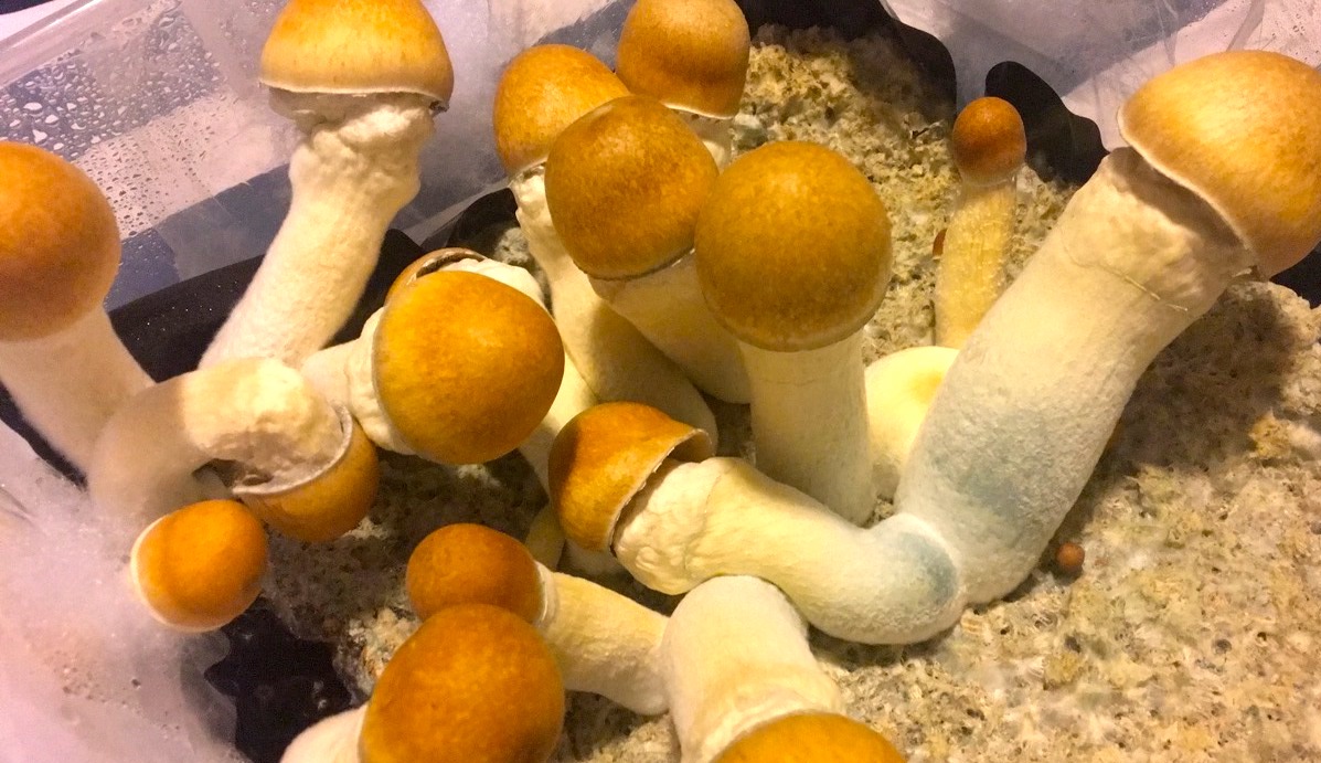 Purchase online shroom Toronto for the private use post thumbnail image