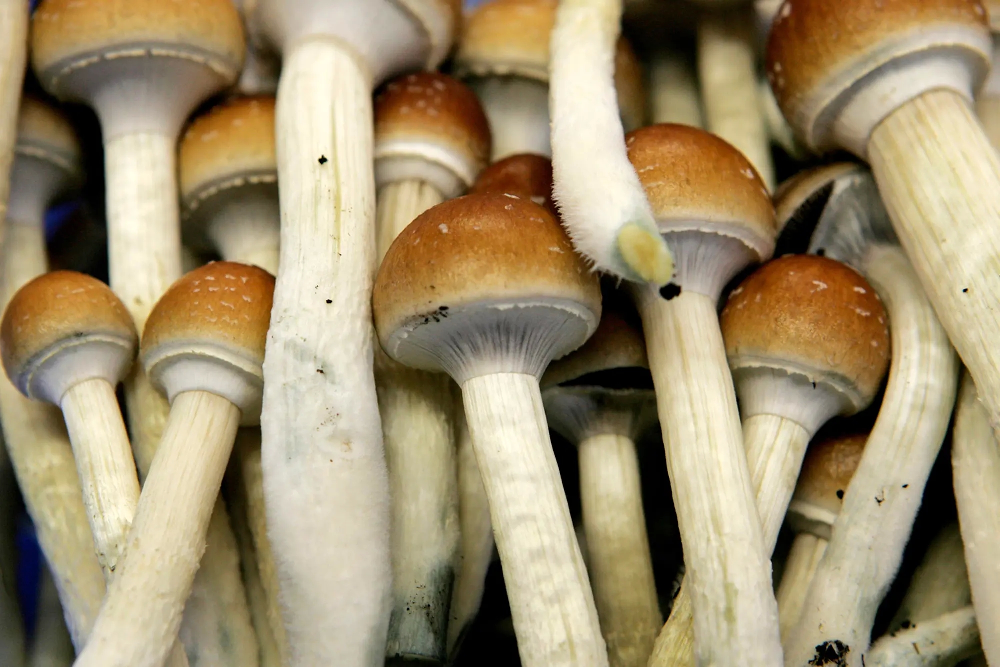 The Possibility Benefits of Magic Mushrooms post thumbnail image
