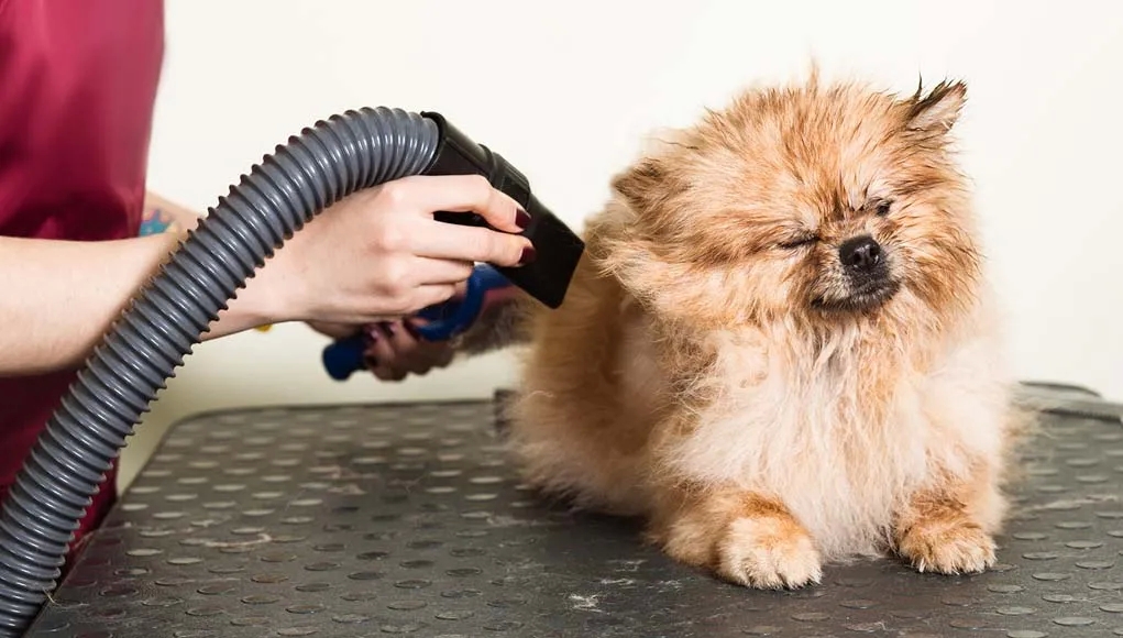 Take Care Of Your Animal Hunting Amazing with the Right Dog Blow Dryer post thumbnail image