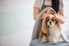 Canine Craze: Salon-Quality Blow Dryer for Dog Grooming post thumbnail image